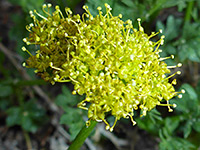 Cymopterus macdougalii