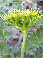 Macdougal's Indian Parsley