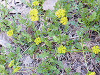 Decumbent flower stalks