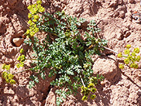 Leaves and flowers