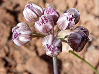 Cymopterus multinervatus