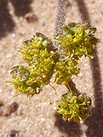 Cymopterus newberryi