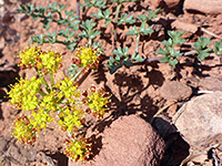 Purple spring parsley