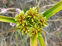 Tall Flat Sedge