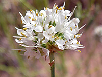 White prairie clover