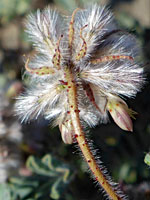 Hairy prairie clover