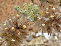Dalea mollissima