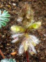 Dalea neomexicana