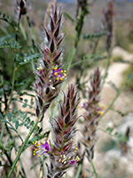 Two flower clusters