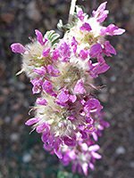 Santa Catalina Prairie Clover