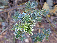 Compound leaves