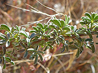 Stem and leaves