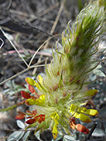 Red and yellow flowers