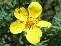 Yellow flower