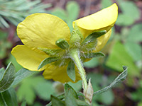 Hairy sepals and bractlets