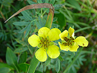 Shrubby Cinquefoil