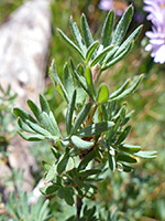 Upper stem leaves