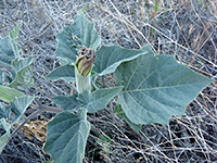 Leaves and bud, Leaves and bud - datura wrightii in Culp Valley, Anza Borrego Desert State Park, California