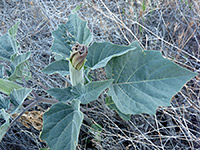 Leaves and bud