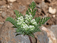 Daucus pusillus