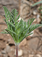 Upper stem leaves