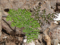 American Wild Carrot