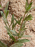 Stems and leaves