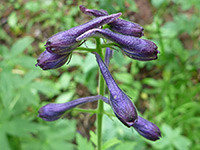 Purple flowers