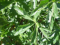 Green leaves