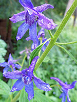 Stem and flowers