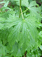 Stem and leaves