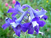 Delphinium barbeyi