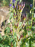 Purplish fruits