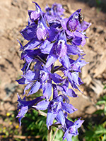 Bluish-purple flowers
