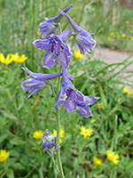 Blue-purple flowers