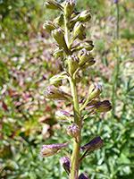 Greenish buds