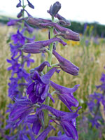 Clark Valley larkspur