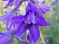 Blue sepals and petals