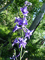 Elongated inflorescence