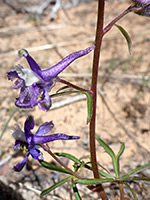 Stem and flowers