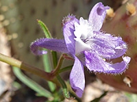 Purple flower