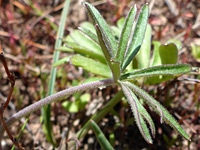 Long-stalked leaf