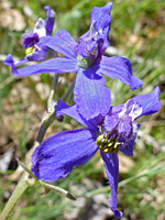 Delphinium nuttallianum