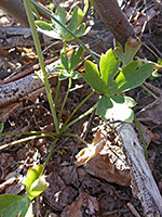 Basal leaves