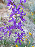 Delphinium scaposum