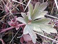 Hairy leaf