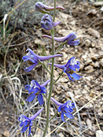 Stem and flowers