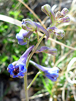 Tall Mountain Larkspur