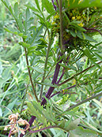 Purple stem