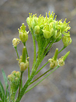 Greenish-yellow flowers